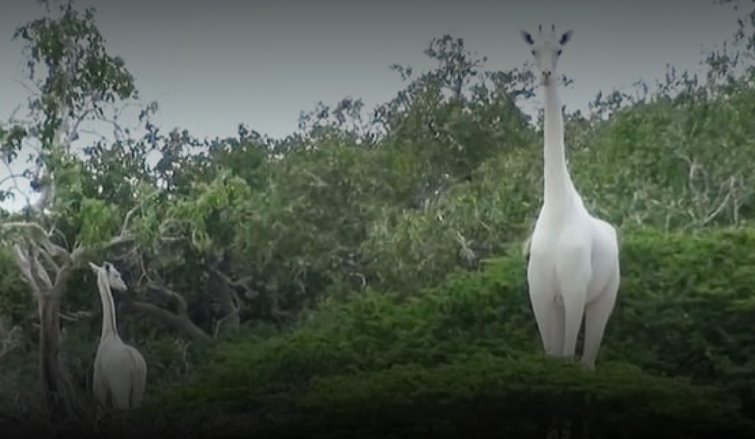 Kenya’s only female white giraffe and her calf are killed by poachers
